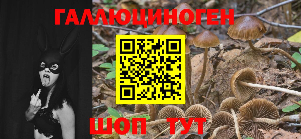 Буйнакск  Псилоцибиновые грибы GOLDEN TEACHER  Галлюциногенные грибы Cubensis  Вход с VPN 