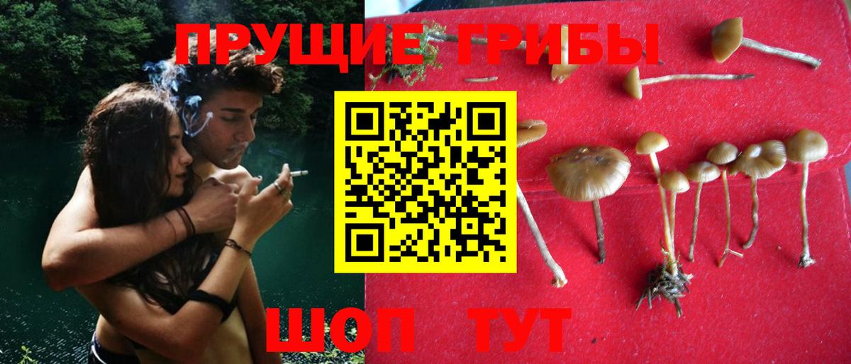 Галлюциногенные грибы GOLDEN TEACHER Буйнакск